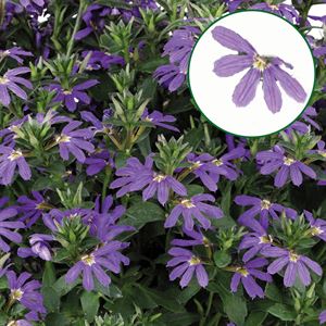 Bild von Scaevola P12 Violet